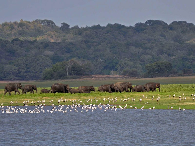 Kaudulla National Park